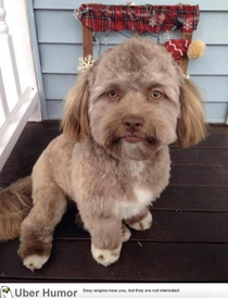 This dog looks uncomfortably human