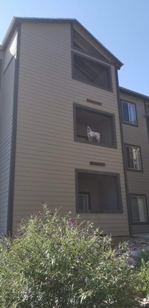 This dog pees off the balcony like this Asserting dominance with his gaze