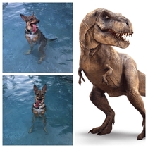 This dog realized she can stand in the pool