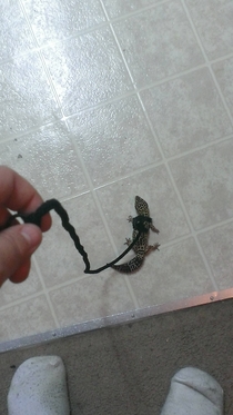 This dog sucks
