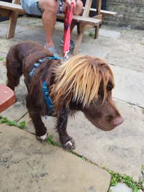 This dog wants to speak to your manager