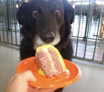 This dog was so excited to get some cake
