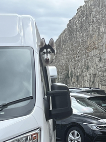 This doggo seems to love windows