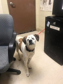 This dogs face Hes at my local shelter