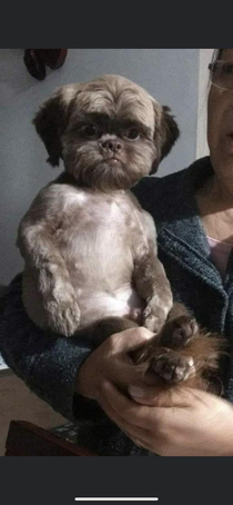This dogs having an existential crisis after getting a haircut