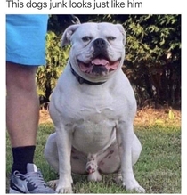 This dogs junk
