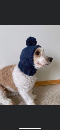 This dogs toque