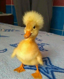 This duck