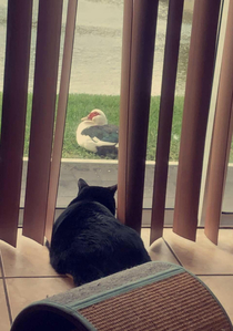 This duck and his friends taunt my cat daily by sitting at the patio and staring at her