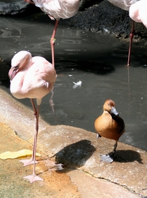 This duck is having an identity crisis