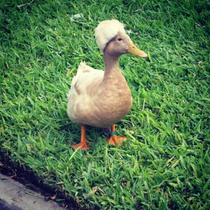 this duck looks like its gonna build a wall