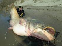 This dude caught a -pound wels catfish Crikey