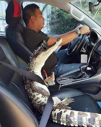This dude drives with his pet croc on the frontseat