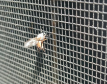 This dumbass bug got his head stuck in my screen door