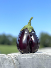 This eggplant we grew 