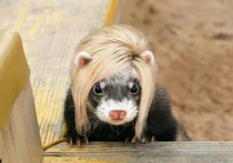 This ferret wants to speak to the manager