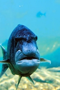 This fish looks like a grumpy old man