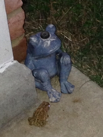 This frog has decided to worship our lawn sprinkler as its God