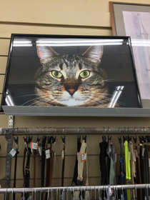 This giant framed photo of someones cat at a thrift store