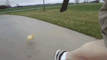 This gif makes me wish I had a little buddy