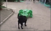 This GIF never fails to make me laugh on a bad day