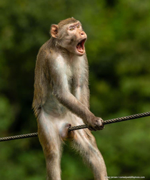 this golden silk monkey photo won the  comedy wildlife award 