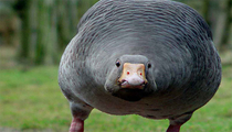 this goose wants your soul