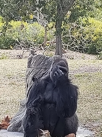 This gorilla at my local zoo  gives visitors the middle finger when they take photos of him He gave me one today 