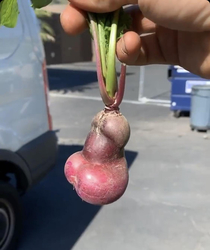 This graphic beet my friend harvested