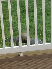 This groundhog taunting my Dad by sitting on his trap