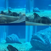 This grouper wasnt invited to the shark cuddle puddle