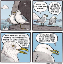 This gull gets it