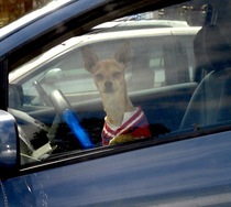 This guy giving me the stink eye for parking too close