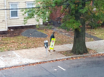 This guy walks around the city with a pedestrian yield sign strapped to his cane