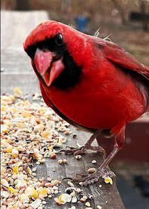 This Happy Cardinal
