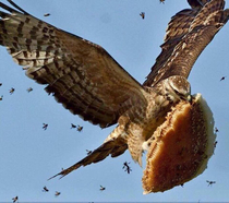 This hawk has approximately zero fucks to give