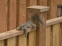 This heatwave is even too much for the squirrels