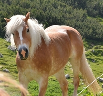 This horse gives you an upvote every time it sees you