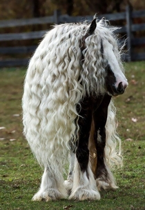 This horse looks like an s hair metal frontman