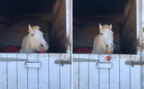 This horse looks so sad that he dropped his Apple