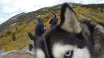 This husky is clearly unamused
