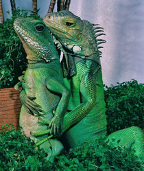 This iguanas doing a maternity photo shoot