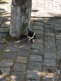 This inbred pigeon