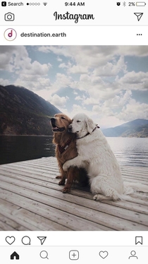 This Instagram post in my feed looks like a Cialis commercial for dogs