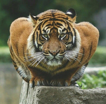 This is a Chilean spider tiger A perfectly harmless spider that does a great job of looking like a tiger
