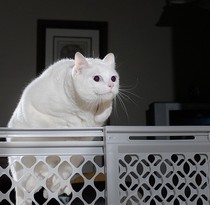 This is a fat cat that looks like Falkor jumping over something