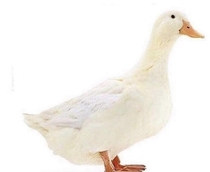 This is a normal duck Nothing will happen if you upvote