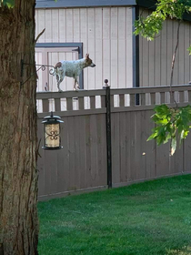 This is a pic of my parents very agile and cute dog posted by our neighbors My parents spent thousands on that fence to keep her in