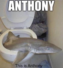 This is Anthony Please be nice to anthony