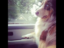 This is Bear he sits like a human every time we ride in the car Every Single Time